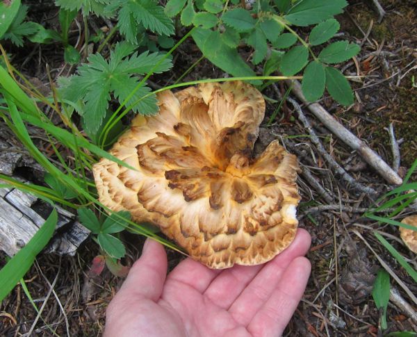 New Mexico mushroom